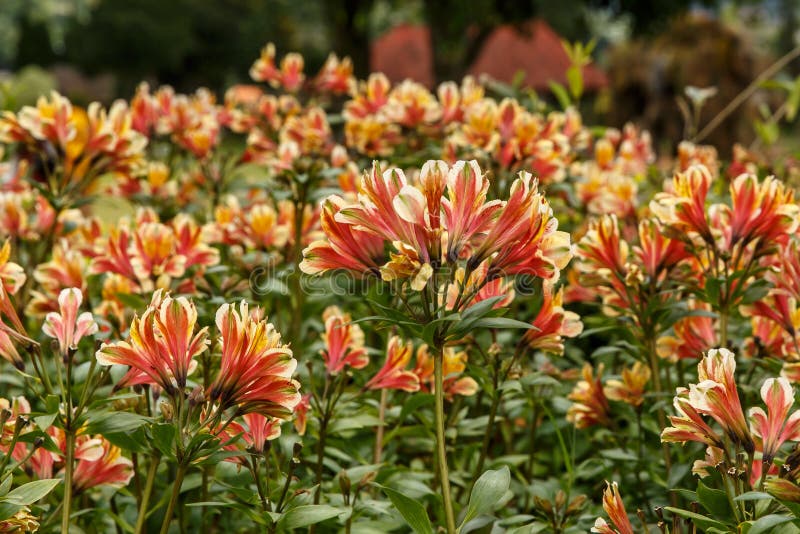 Żółty Alstroemeria kwiat, Peruwiańska leluja zdjęcia stock Żółty Alstroemeria kwiat, Peruwiańska leluja zdjęcia stock
