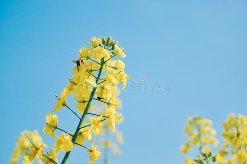 Żółty cole kwitnie w wiośnie, z pszczołą fotografia stock Żółty cole kwitnie w wiośnie, z pszczołą fotografia stock