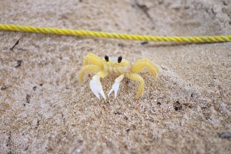 Żółty krab ogląda w kamerę na piasku plaża blisko morza obrazy stock Żółty krab ogląda w kamerę na piasku plaża blisko morza obrazy stock