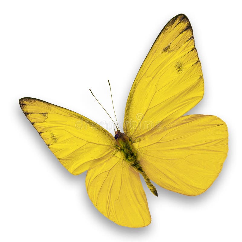 żółty motyl