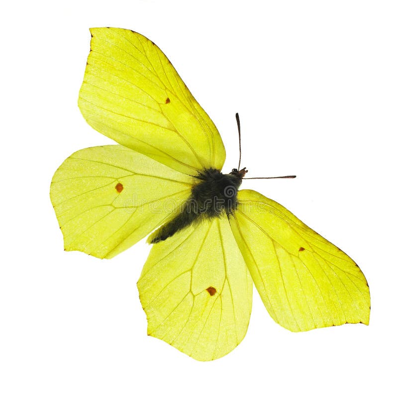 Żółty motyl fotografia royalty free Żółty motyl fotografia royalty free
