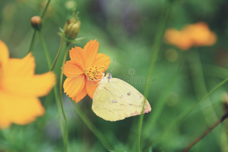 Żółty motyl na żółtym kwiacie na natury wiosny brzmienia roczniku obraz stock Żółty motyl na żółtym kwiacie na natury wiosny brzmienia roczniku obraz stock