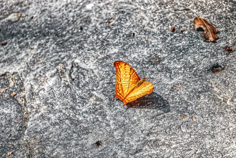 Żółty motyl w Tajlandia dżungli obraz stock Żółty motyl w Tajlandia dżungli obraz stock