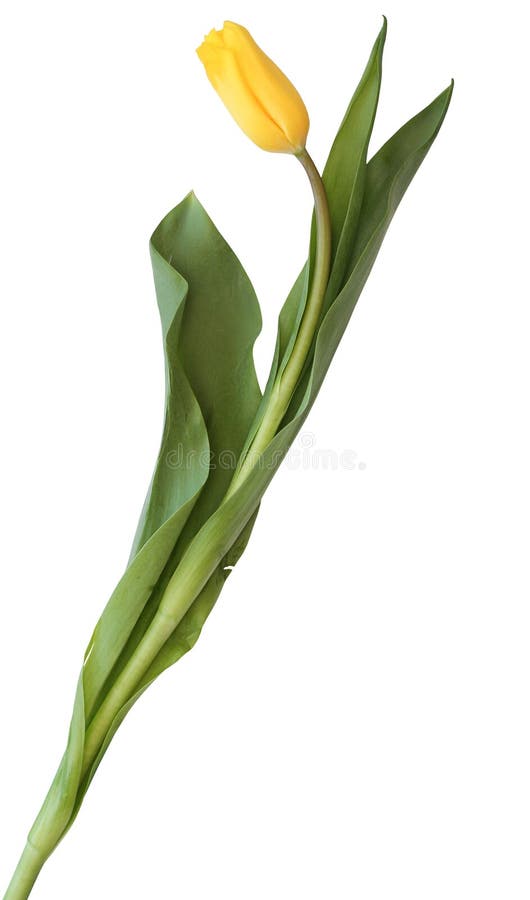 Żółty tulipan fotografia stock Żółty tulipan fotografia stock