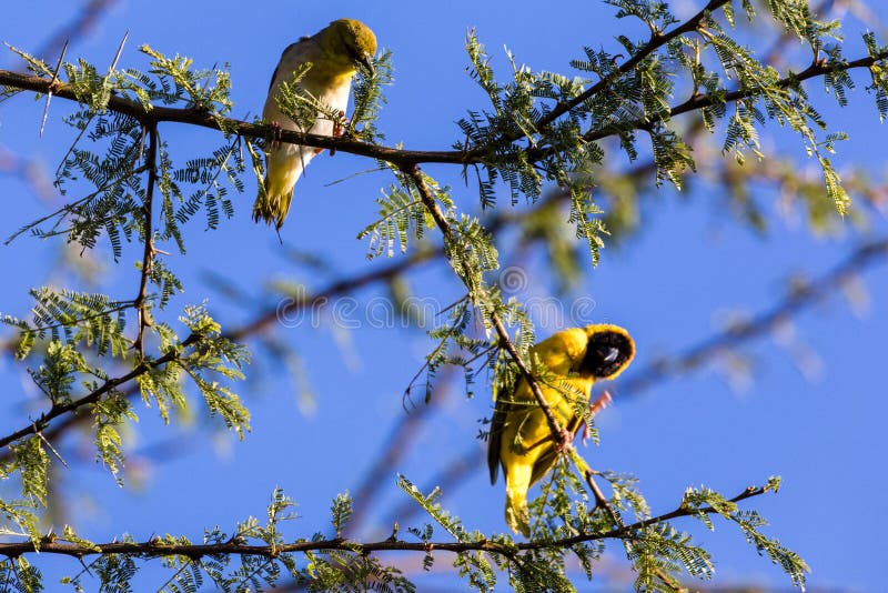żółty weaver bird dziczy sawanna grassland wielka dolina ryftowa maasai mara narodowy park rezerwowy narokcounya kenya zdjęcie royalty free
