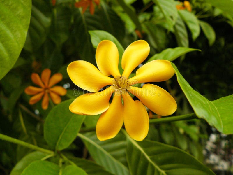 żółty złoty gardenia kwiat fotografia stock żółty złoty gardenia kwiat fotografia stock