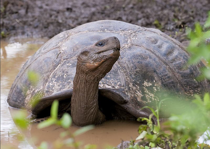 Żółw galapagoski częściowo zanurzony w błotnej wodzie na Galapagos fotografia stock