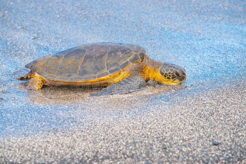 żółw morski zielony, który przybywa na brzeg w sezonie znoszenia jaj