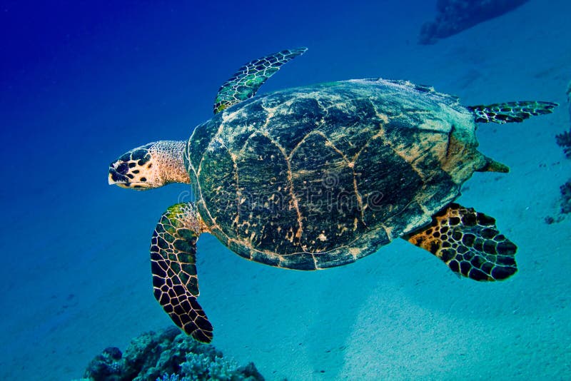 żółwia duży denny pływacki underwater obraz stock żółwia duży denny pływacki underwater obraz stock
