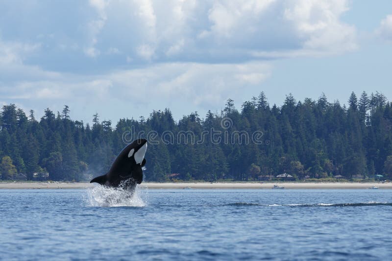 Άλμα Orca στοκ φωτογραφία Άλμα Orca στοκ φωτογραφία