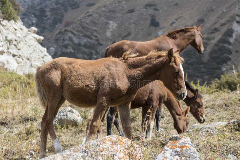 Άλογα στο τοπίο βουνών του Κιργιστάν στο τοπίο της ΑΛΑ-αψίδας στοκ εικόνες Άλογα στο τοπίο βουνών του Κιργιστάν στο τοπίο της ΑΛΑ-αψίδας στοκ εικόνες