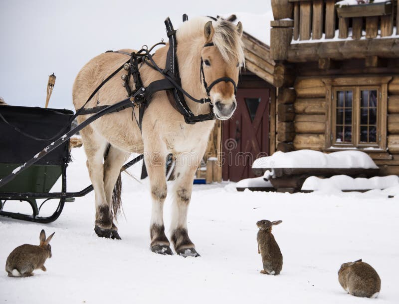 A horse standing in the farmyard surrounded by rabbits. A horse standing in the farmyard surrounded by rabbits