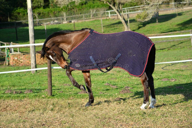 Full body side view of a thoroughbred sport horse chewing on and trying to remove its blanket while standing on the paddock of a farm. Full body side view of a thoroughbred sport horse chewing on and trying to remove its blanket while standing on the paddock of a farm.