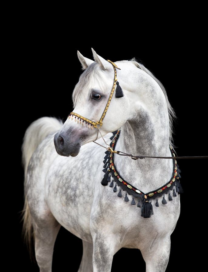 Άλογο, που απομονώνεται αραβικό
