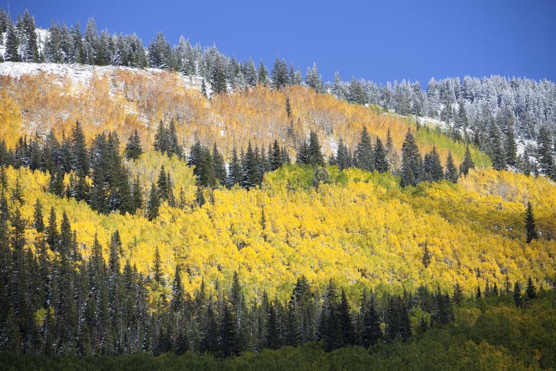 Άλσος της Aspen μετά από το χιόνι στοκ εικόνα Άλσος της Aspen μετά από το χιόνι στοκ εικόνα