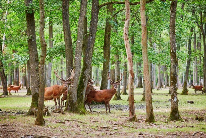 Άγρια deers στο μικτά πεύκο και το αποβαλλόμενο δάσος στοκ εικόνα Άγρια deers στο μικτά πεύκο και το αποβαλλόμενο δάσος στοκ εικόνα