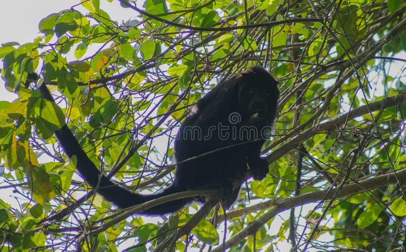 Άγρια ζώα: Οι μαϊμούδες Black Howler κοιμούνται και τρώνε στα δέντρα τις περισσότερες φορές