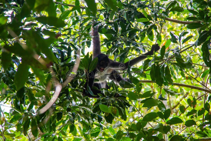Άγρια ζώα: Οι μαϊμούδες αράχνης είναι χωρικοί στην άγρια φύση
