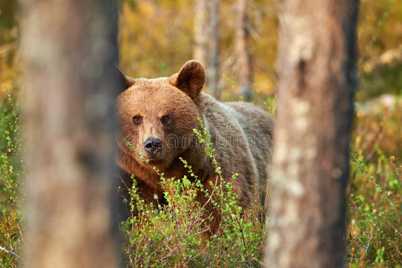 Άγρια καφέ αρκούδα Ursus arctosin στο δάσος στοκ φωτογραφία με δικαίωμα ελεύθερης χρήσης