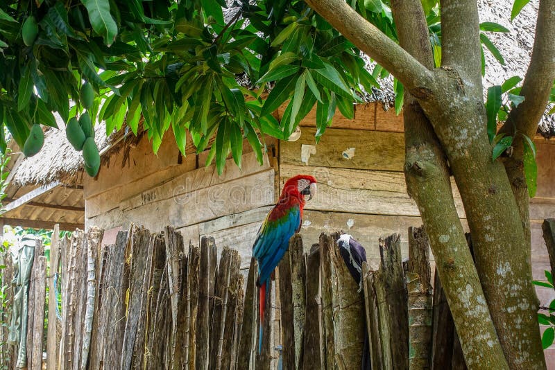 άγρια σκάρλετ μακάο άρα μακάο που κάθεται κάτω από ένα δέντρο μάνγκο στην κολομβία στοκ εικόνες
