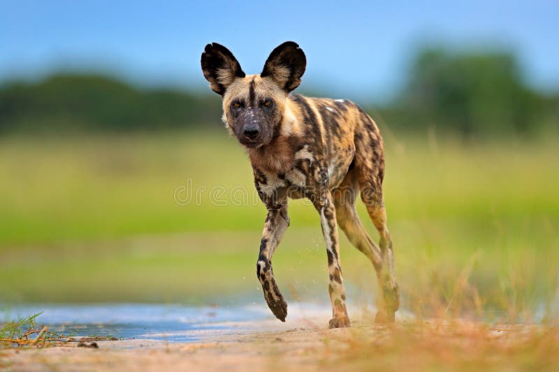 Wildlife from Okavango delta, Botswana, Africa. African wild dog, walking in the water on the road. Hunting painted dog with big ears, beautiful wild animal. Wildlife from Okavango delta, Botswana, Africa. African wild dog, walking in the water on the road. Hunting painted dog with big ears, beautiful wild animal.