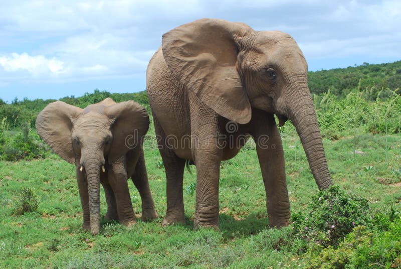 An African elephant mom walking together with her cute little baby in the savanna of a game park in South Africa. An African elephant mom walking together with her cute little baby in the savanna of a game park in South Africa