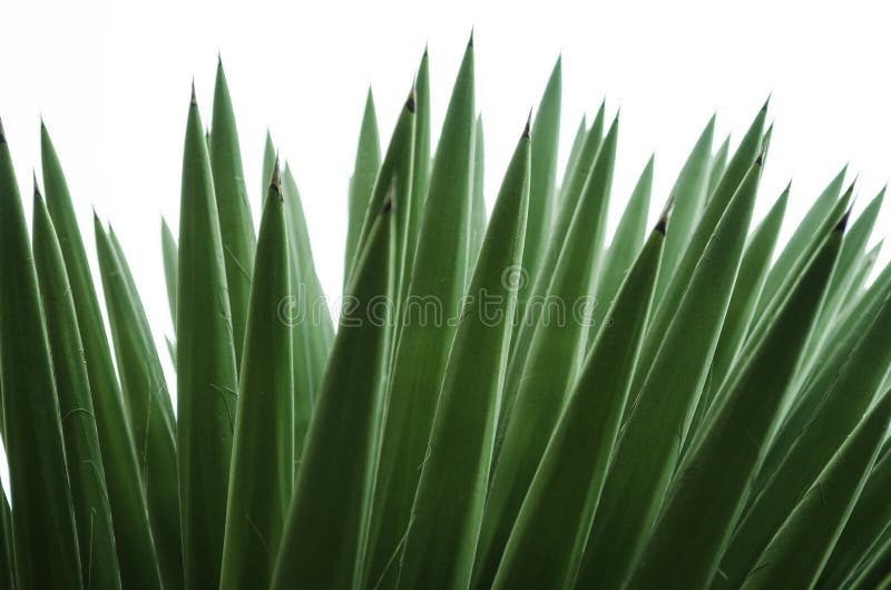 Άγριο palmetto με το απομονωμένο άσπρο υπόβαθρο, σχέδιο των πράσινων pointy φύλλων, όμορφο υπόβαθρο σύστασης στοκ φωτογραφία