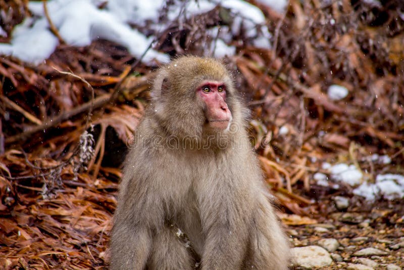 Άγριο αρσενικό ιαπωνικό Macaque, ή πίθηκος χιονιού στοκ εικόνες με δικαίωμα ελεύθερης χρήσης Άγριο αρσενικό ιαπωνικό Macaque, ή πίθηκος χιονιού στοκ εικόνες με δικαίωμα ελεύθερης χρήσης