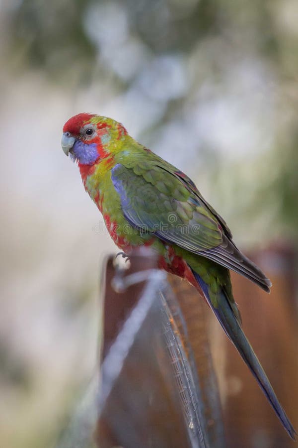 Άγριο νεανικό πορφυρό Rosella, τοποθετεί Macedon, Βικτώρια, Αυστραλία, το Σεπτέμβριο του 2017 στοκ εικόνα Άγριο νεανικό πορφυρό Rosella, τοποθετεί Macedon, Βικτώρια, Αυστραλία, το Σεπτέμβριο του 2017 στοκ εικόνα
