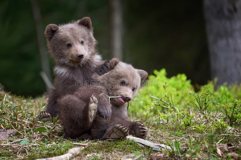 Άγριος καφετής αντέχει cub την κινηματογράφηση σε πρώτο πλάνο στοκ εικόνες