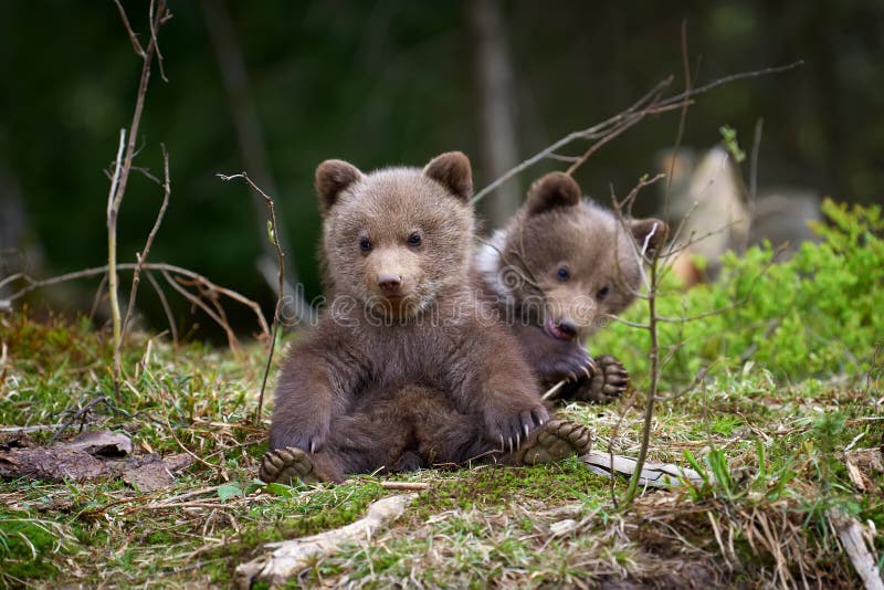 Άγριος καφετής αντέχει cub την κινηματογράφηση σε πρώτο πλάνο στοκ φωτογραφία