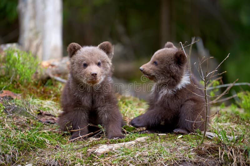 Άγριος καφετής αντέχει cub την κινηματογράφηση σε πρώτο πλάνο στοκ φωτογραφία με δικαίωμα ελεύθερης χρήσης