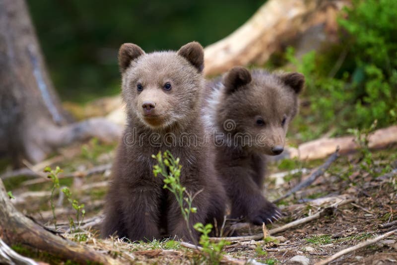 Άγριος καφετής αντέχει cub την κινηματογράφηση σε πρώτο πλάνο στοκ φωτογραφία με δικαίωμα ελεύθερης χρήσης