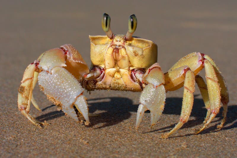 Alert ghost crab (Ocypode ryderi) on the beach, South Africa. Alert ghost crab (Ocypode ryderi) on the beach, South Africa