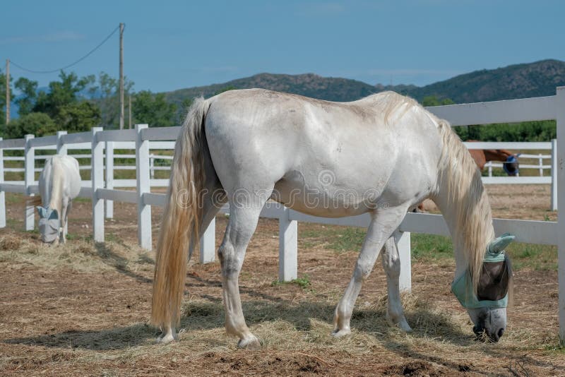 Horses graze in a corral farm in the sunny day on mountains and blue sky background. Farm Feeding.The concept of human-nature relations. Animal care. Holsteiner horse. Horses graze in a corral farm in the sunny day on mountains and blue sky background. Farm Feeding.The concept of human-nature relations. Animal care. Holsteiner horse