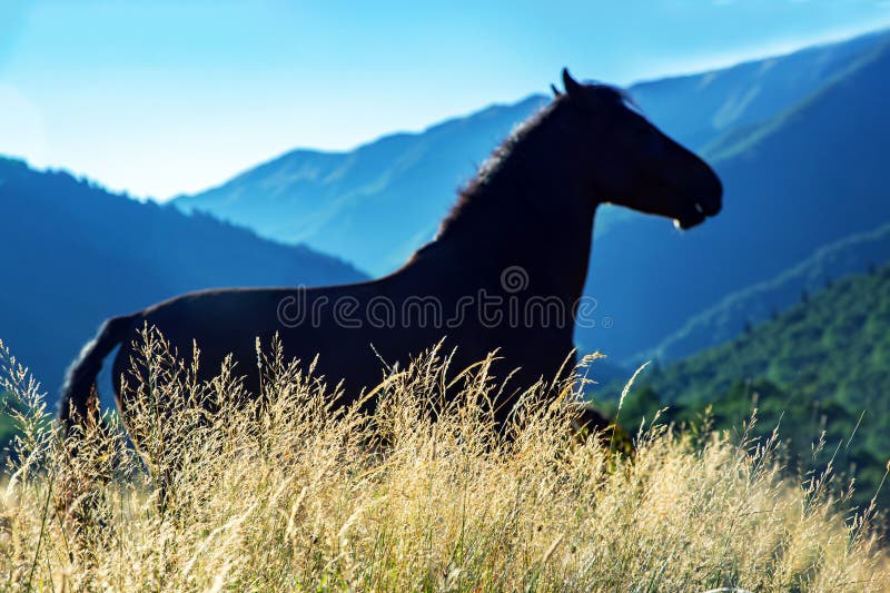horses graze in the mountains at dawn. horses graze in the mountains at dawn.