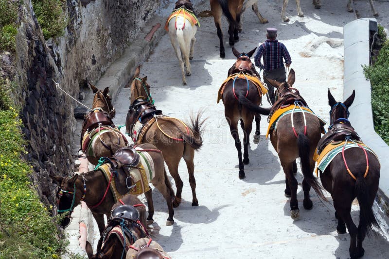 Άλογα και γάιδαροι στο νησί Santorini - η παραδοσιακή μεταφορά για τους τουρίστες Ζώα επάνω στοκ εικόνες Άλογα και γάιδαροι στο νησί Santorini - η παραδοσιακή μεταφορά για τους τουρίστες Ζώα επάνω στοκ εικόνες