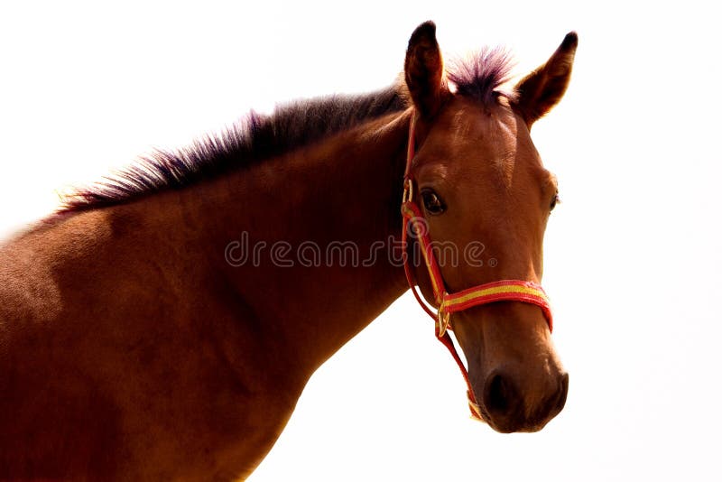 Portrait of a brown horse isolated on a white background. Portrait of a brown horse isolated on a white background.