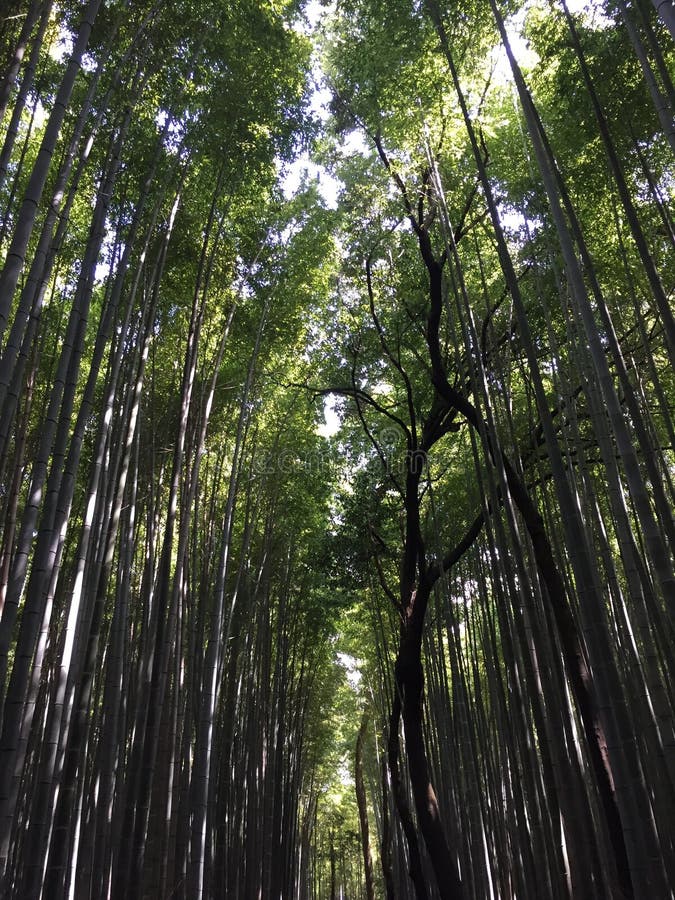 Άλση μπαμπού σε Arashiyama κοντά στο Κιότο Ιαπωνία στοκ εικόνα με δικαίωμα ελεύθερης χρήσης Άλση μπαμπού σε Arashiyama κοντά στο Κιότο Ιαπωνία στοκ εικόνα με δικαίωμα ελεύθερης χρήσης