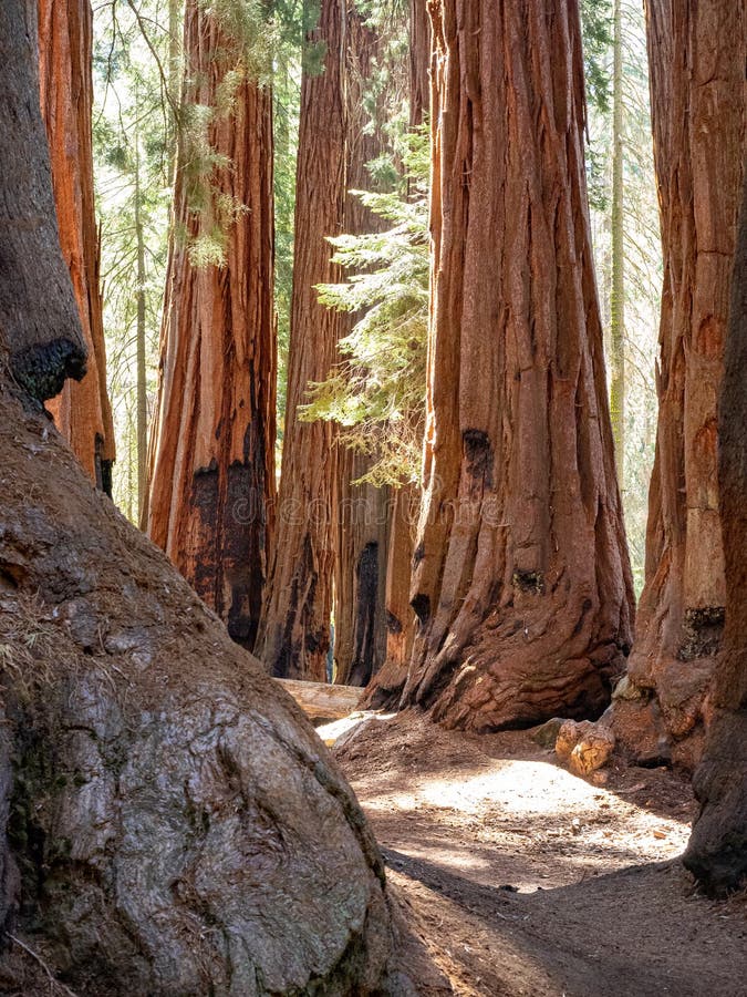 Άλσος των γιγαντιαίων sequoia δέντρων στοκ φωτογραφία Άλσος των γιγαντιαίων sequoia δέντρων στοκ φωτογραφία