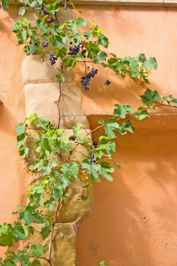 Grapevine with purple grapes grows on a mediterranean stone wall. Grapevine with purple grapes grows on a mediterranean stone wall.