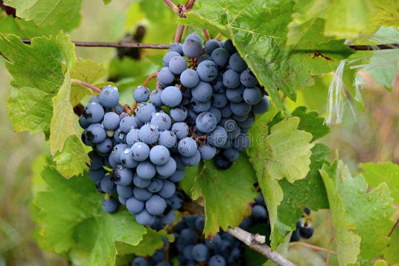 Grape vines Vitis vinifera are one of the oldest crops cultivated by humans. The fruit is berries with a diameter of 0.4-1.5 cm and a length of up to 2.5 cm. Their colors are very diverse, from green, green-yellow, yellow to red to dark-violet. Grape vines Vitis vinifera are one of the oldest crops cultivated by humans. The fruit is berries with a diameter of 0.4-1.5 cm and a length of up to 2.5 cm. Their colors are very diverse, from green, green-yellow, yellow to red to dark-violet.