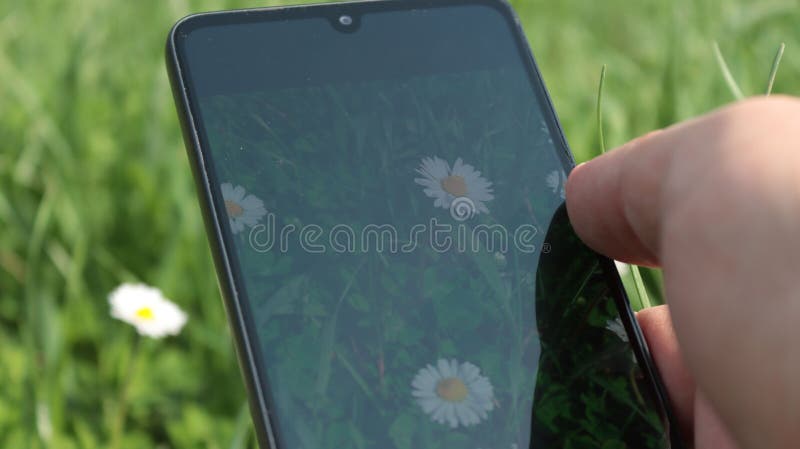 Άνδρας που φωτογραφίζει μαργαρίτες με smartphone στοκ εικόνα με δικαίωμα ελεύθερης χρήσης