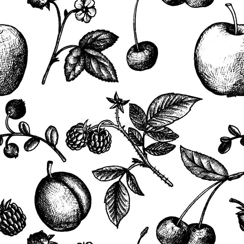 Seamless pattern with fruits and berries, vintage vector illustration. Seamless pattern with fruits and berries, vintage vector illustration