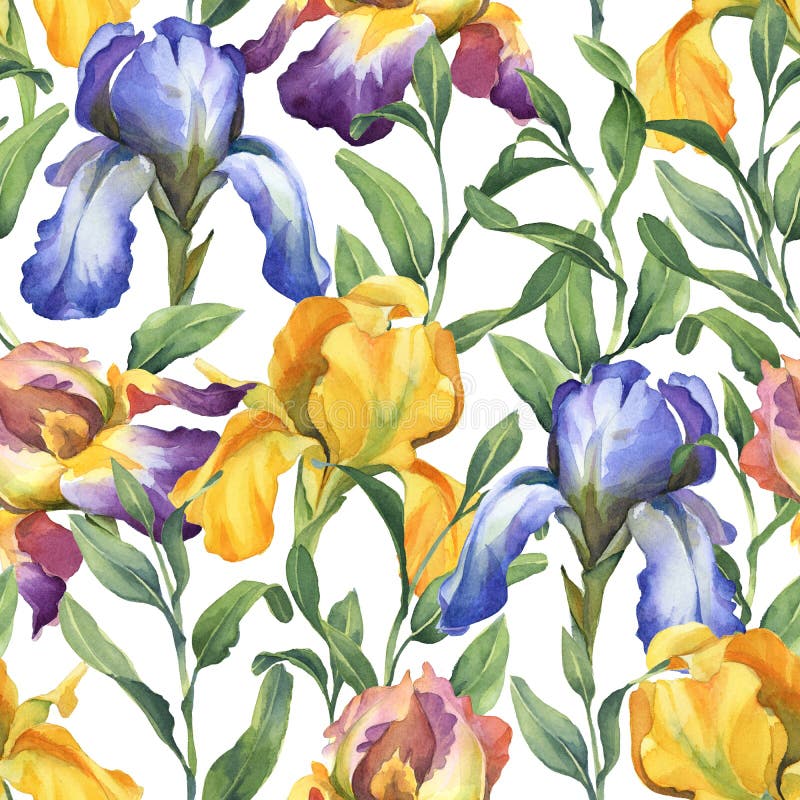Άνευ ραφής σχέδιο Watercolor με το πορφυρό, κίτρινο και μπλε λουλούδι ίριδων και τα πράσινα φύλλα ελεύθερη απεικόνιση δικαιώματος