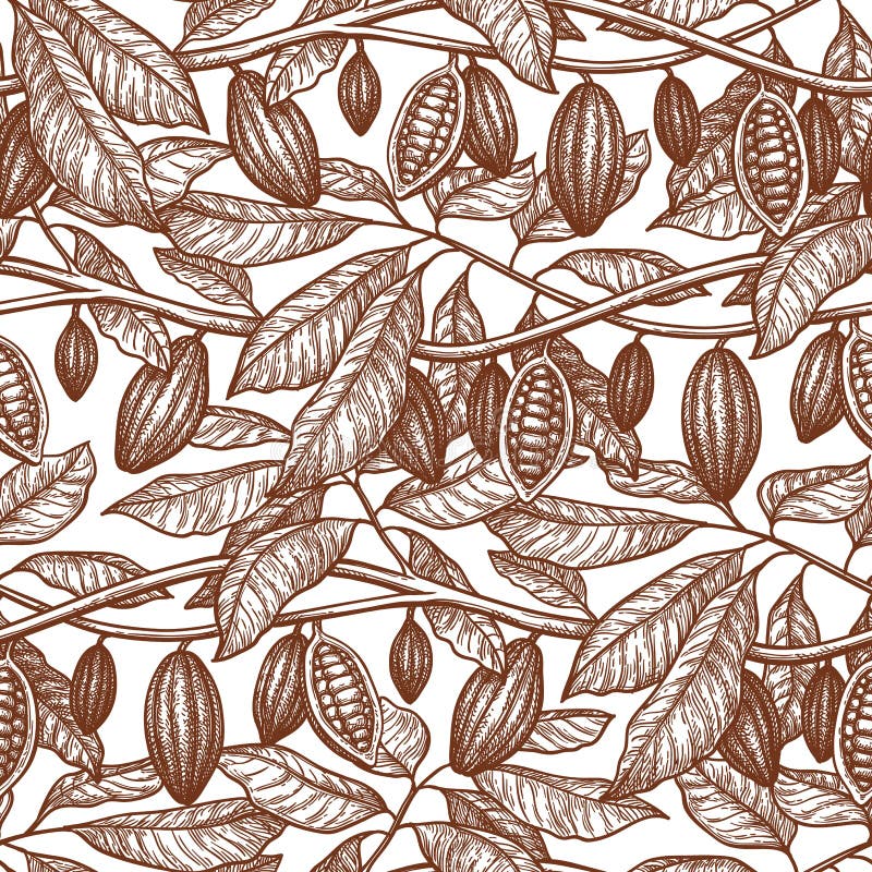 Seamless pattern with cocoa. Branches and pods. Hand drawn vector illustration. Retro style ink sketch . Seamless pattern with cocoa. Branches and pods. Hand drawn vector illustration. Retro style ink sketch .