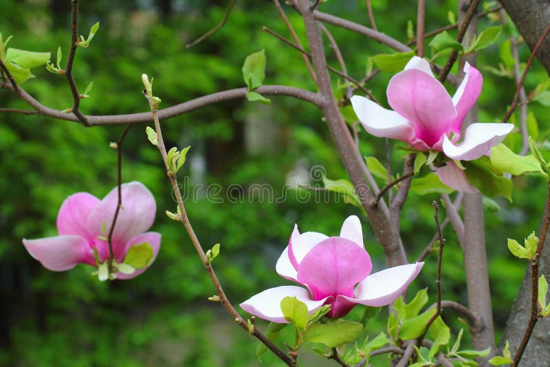 Άνθη Magnolia στοκ φωτογραφία με δικαίωμα ελεύθερης χρήσης
