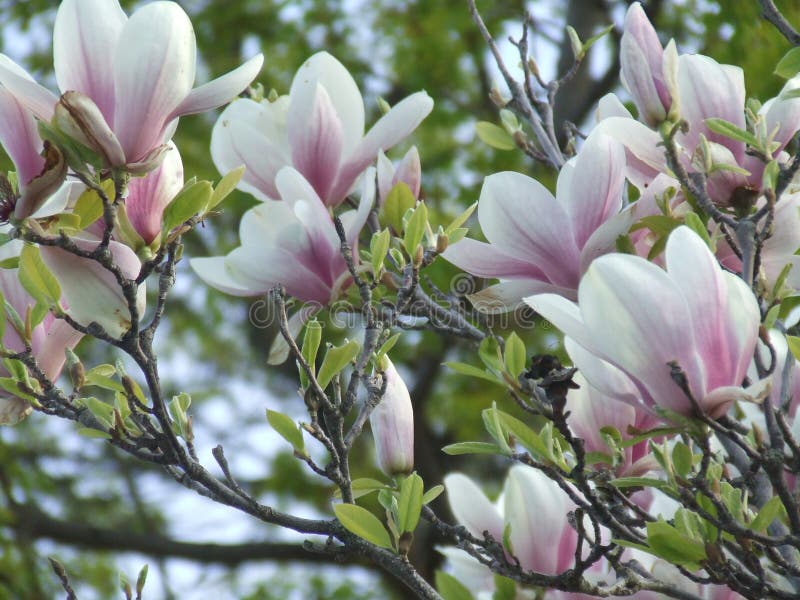 Άνθη Magnolia της άνοιξης στοκ φωτογραφία