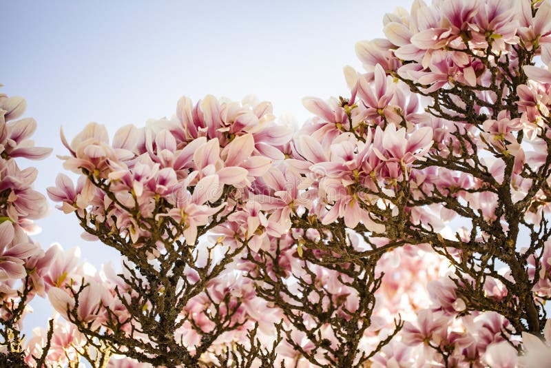 Άνθη Magnolia στοκ εικόνες