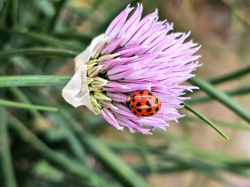 Άνθη από πορφυρό κρεμμύδι με πασχαλίτσα στοκ εικόνες